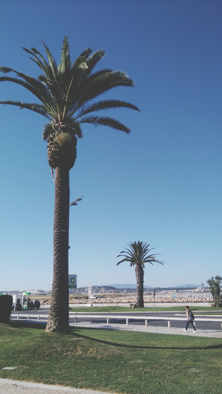 Palm trees against clear blue sky