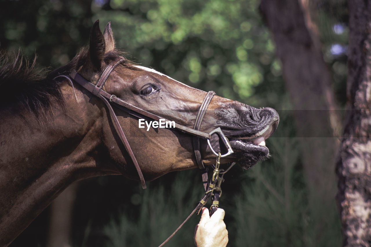 Cropped hand of man holding horse bridle