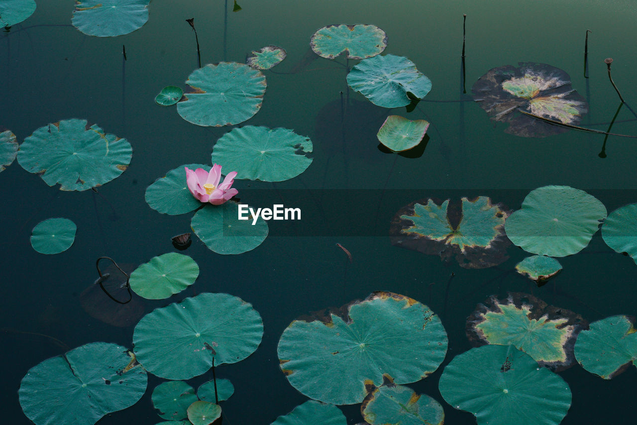 HIGH ANGLE VIEW OF LOTUS WATER LILY FLOATING ON PLANT