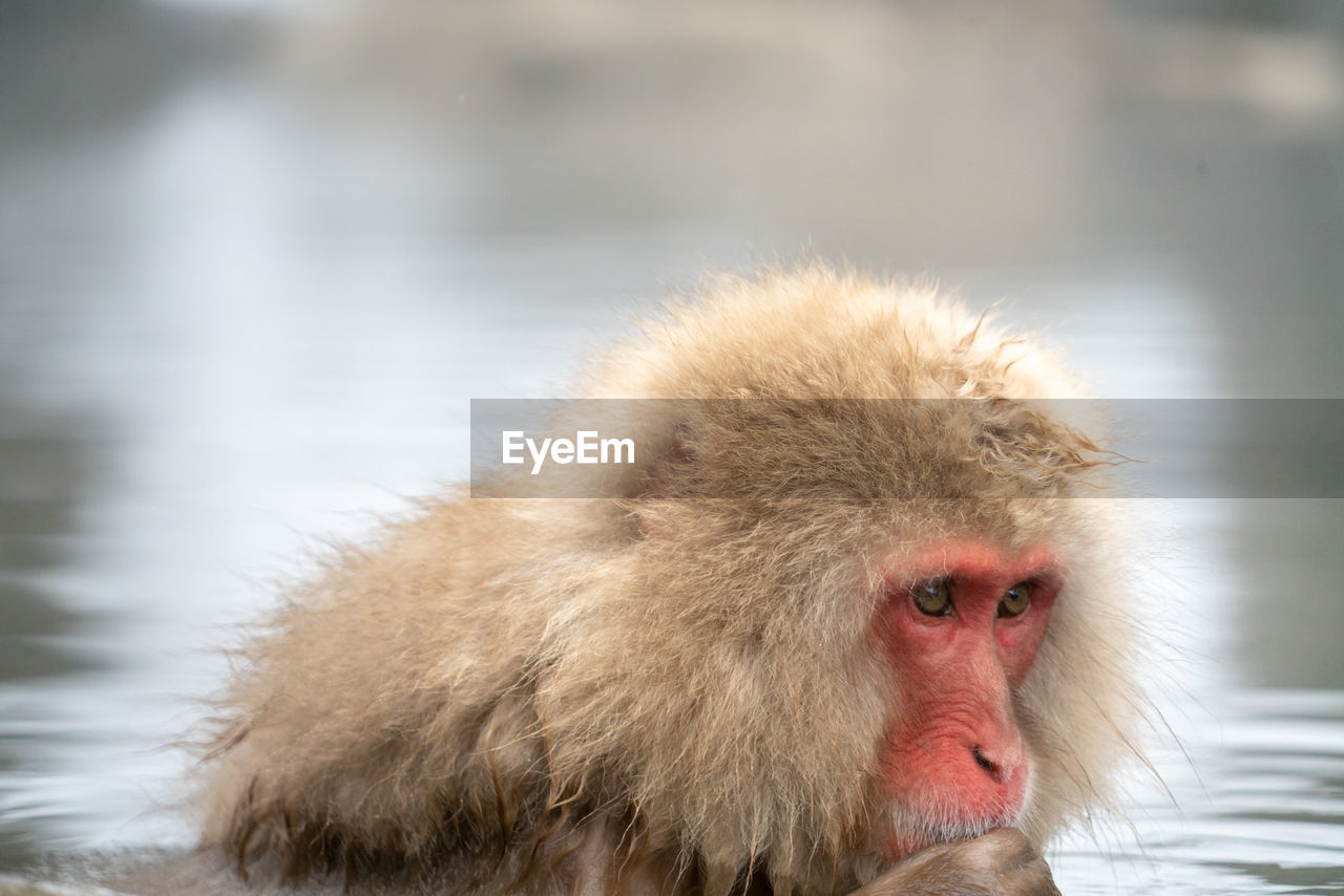 CLOSE-UP OF A MONKEY LOOKING AWAY