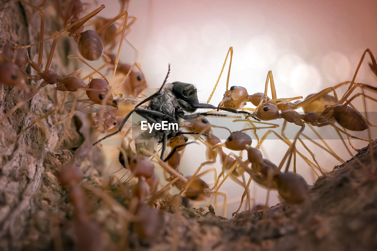 The ant colony - amazing macro photo series