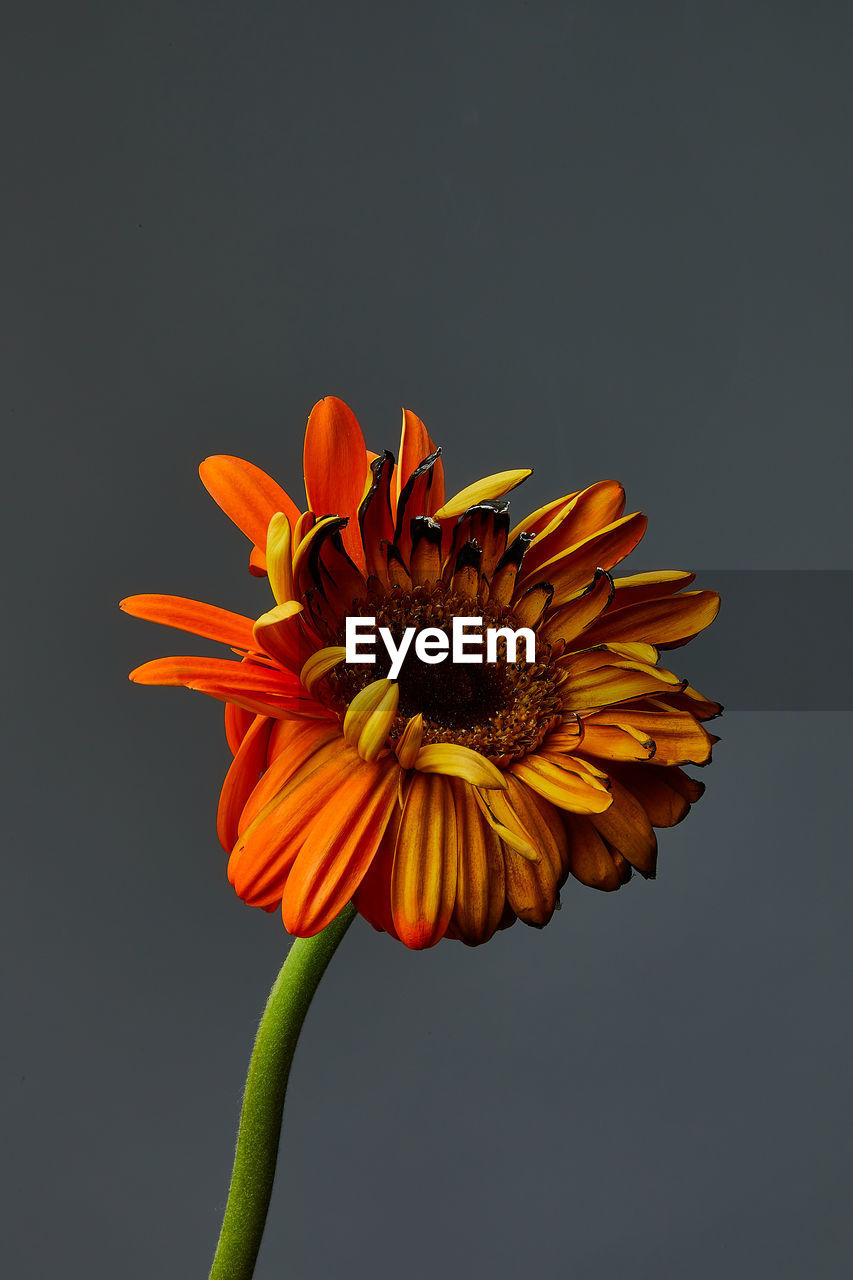 Smoke coming out of orange gerbera daisy against black background