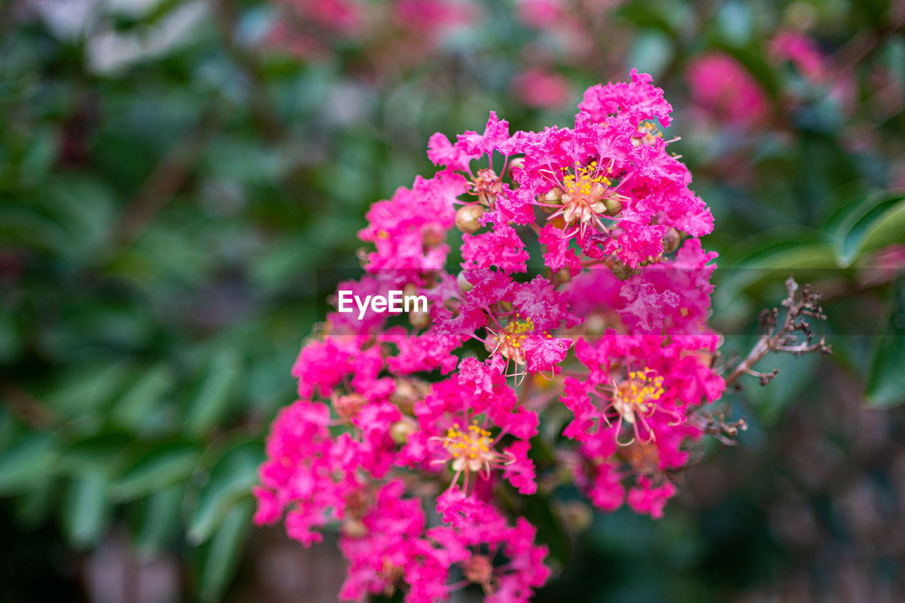 Close-up of pink flowering plant