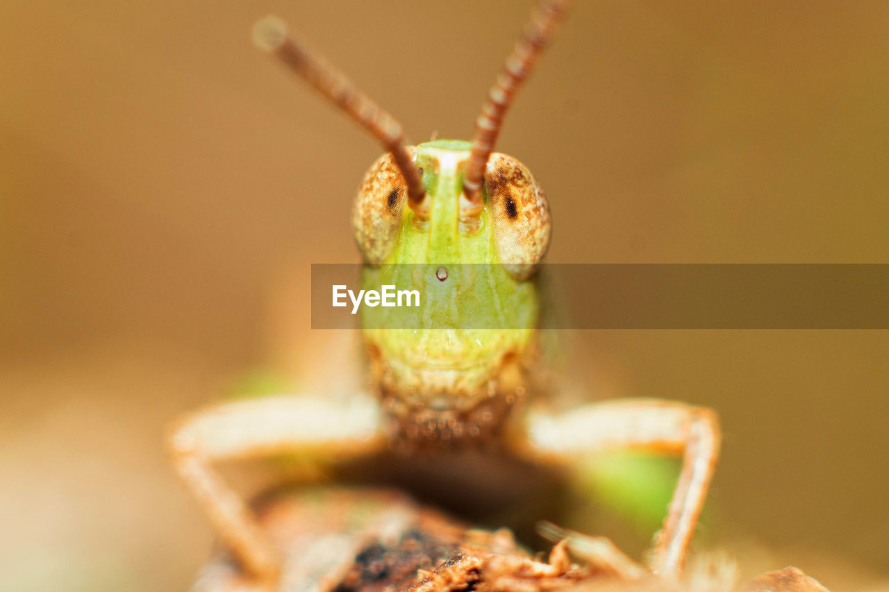 Close-up of grasshopper