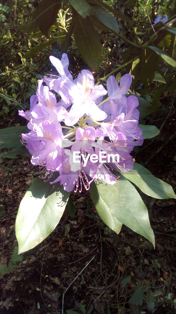 CLOSE-UP OF FRESH PURPLE FLOWERING PLANT IN SUNLIGHT