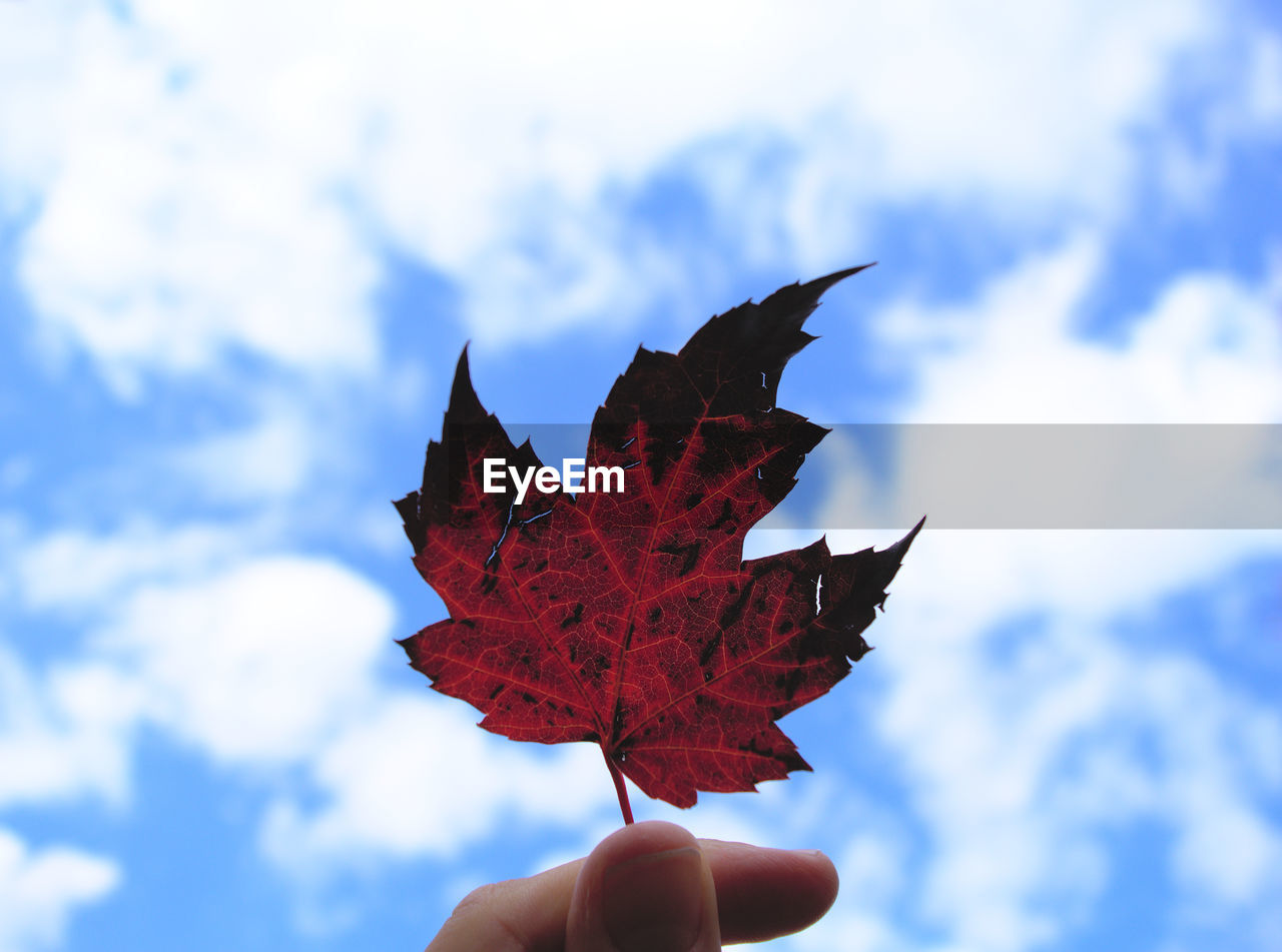 PERSON HOLDING MAPLE LEAF