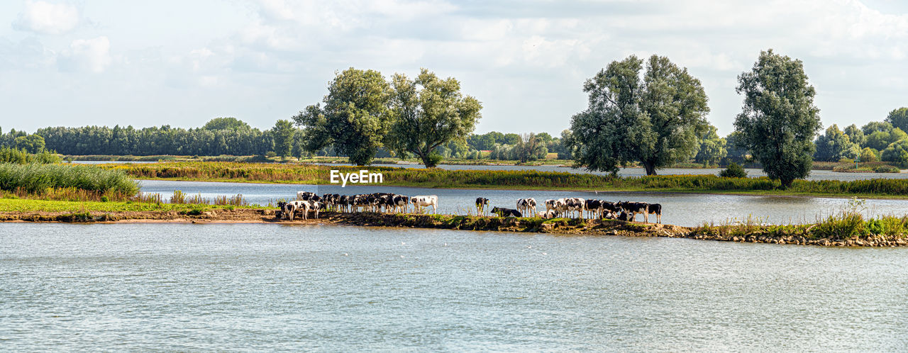 Panorama with cows seeking some cooling near the river on a warm summer day in august near gorinchem