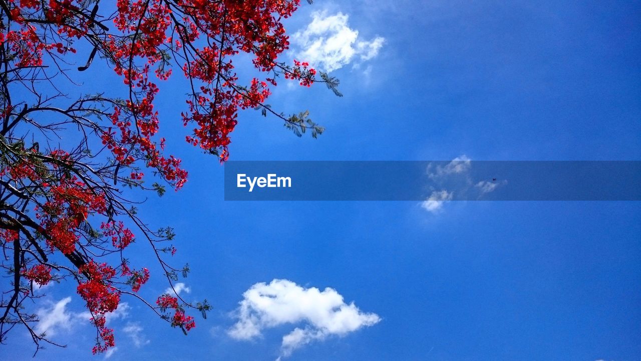 Low angle view of trees against blue sky