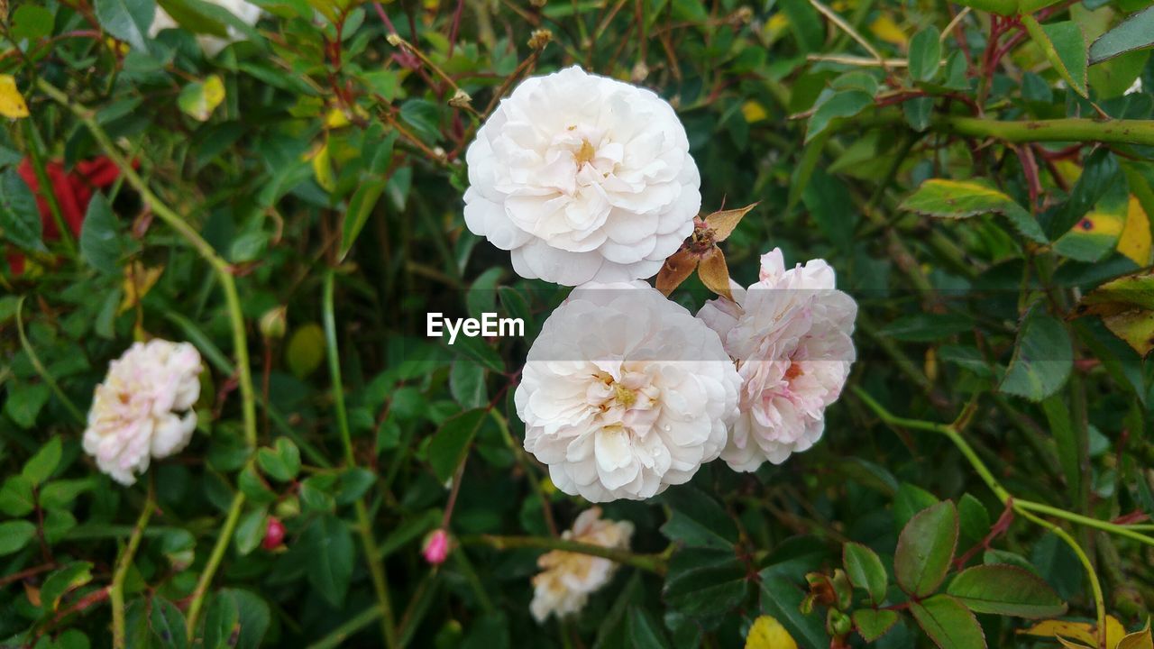 CLOSE-UP OF WHITE FLOWERS