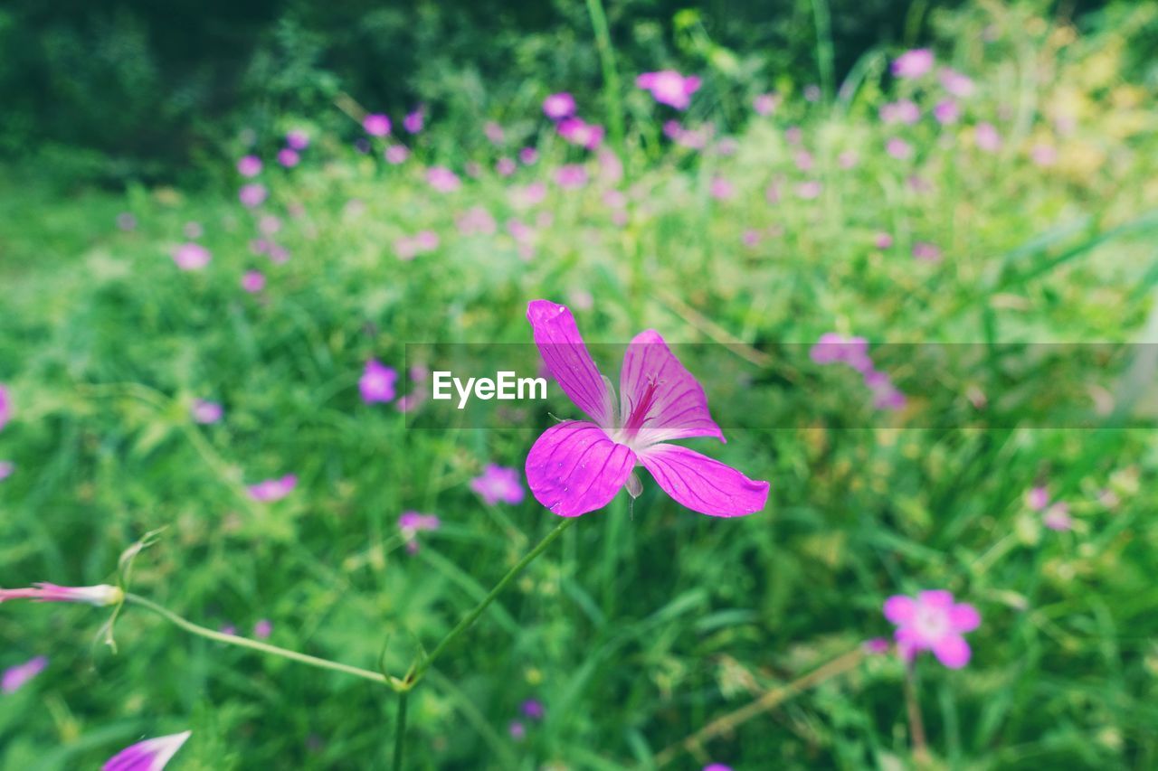CLOSE-UP OF PINK FLOWERING PLANT