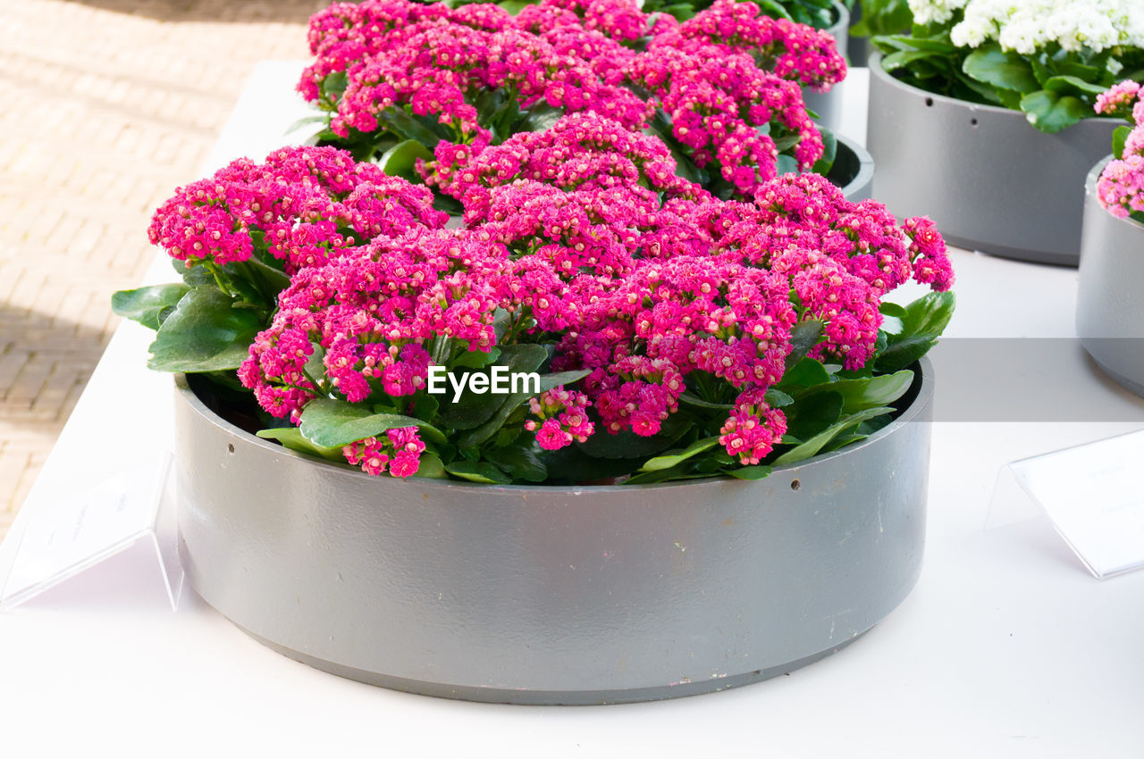 HIGH ANGLE VIEW OF PINK FLOWERING PLANT ON TABLE
