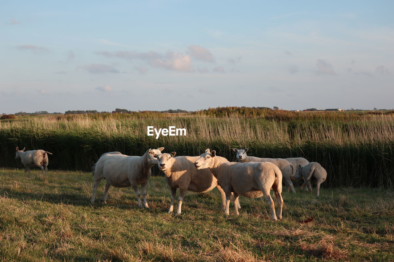 Sheeps in a field