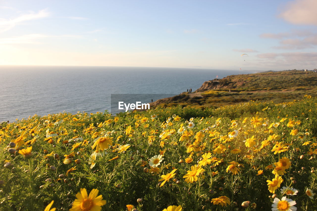 Yellow dandelions on a cliff overlooking the ocean 
