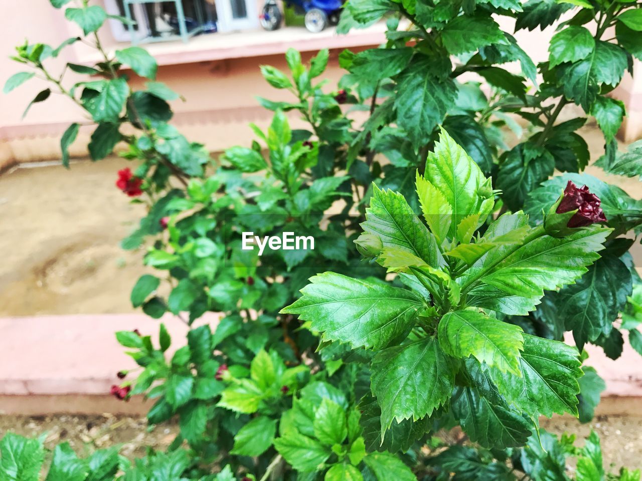 CLOSE-UP OF FRESH GREEN PLANT