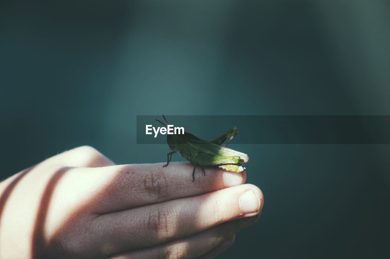 Close-up of grasshopper on hand