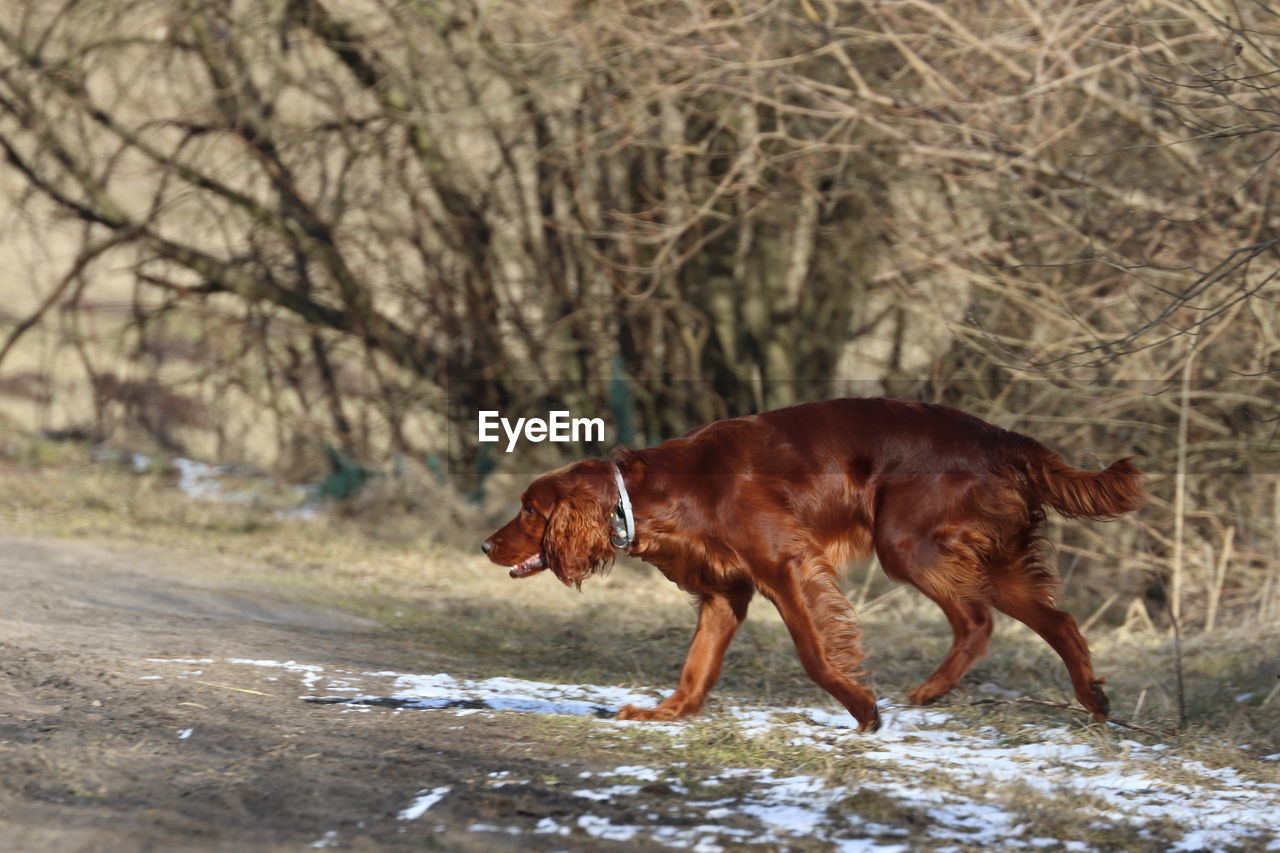 animal themes, animal, mammal, one animal, domestic animals, pet, dog, nature, brown, canine, no people, tree, day, plant, setter, land, wildlife, water, outdoors, animal wildlife, carnivore, running, side view, environment, motion, bare tree