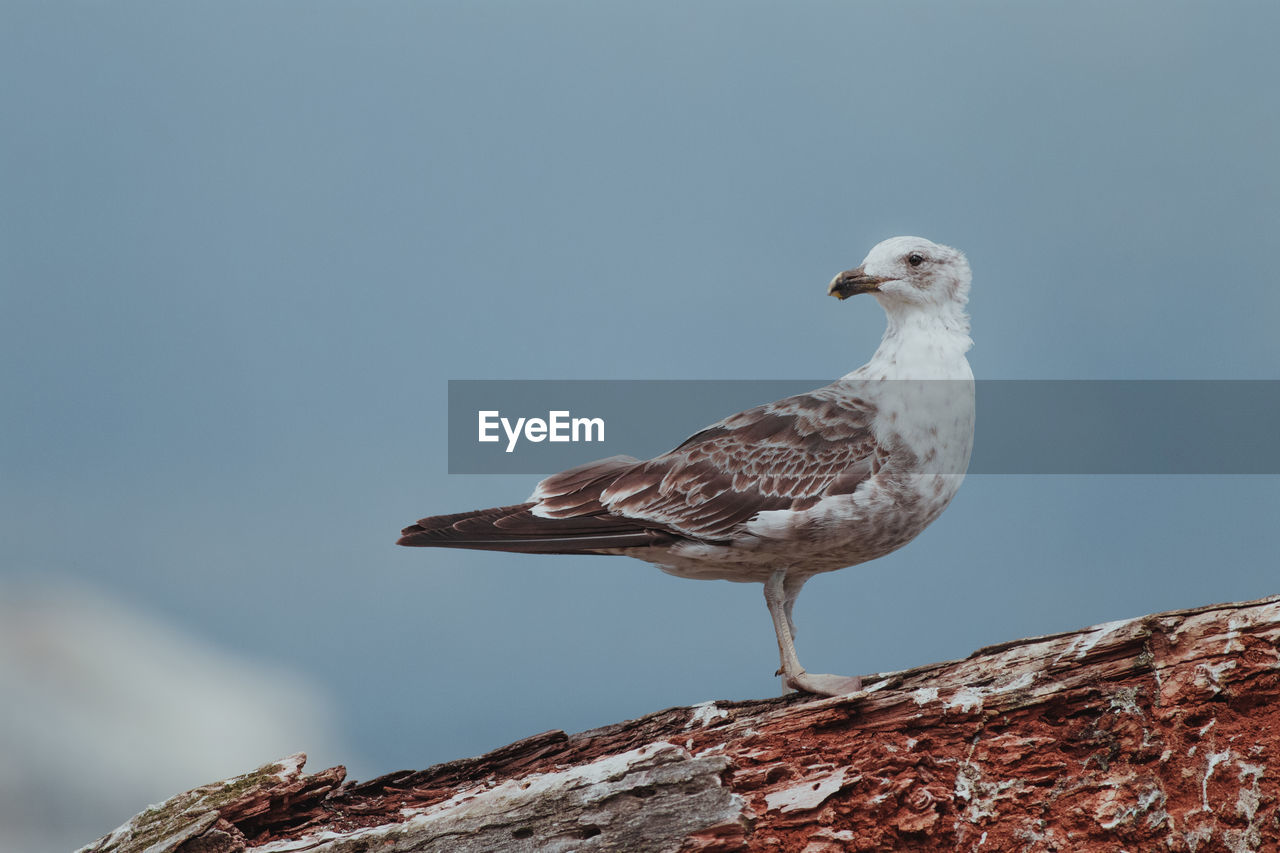 Close-up of seagull perching on wood