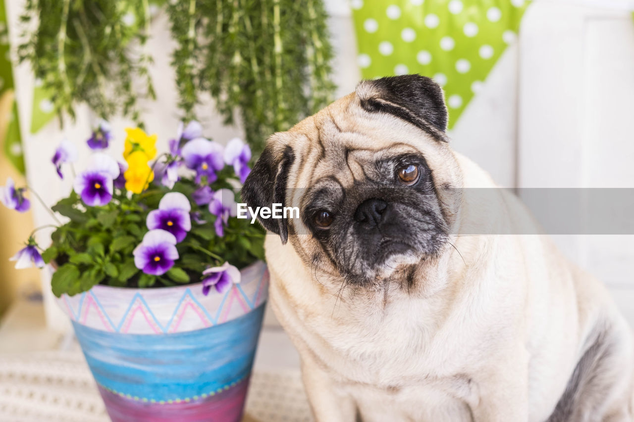 Close-up of dog with flowers