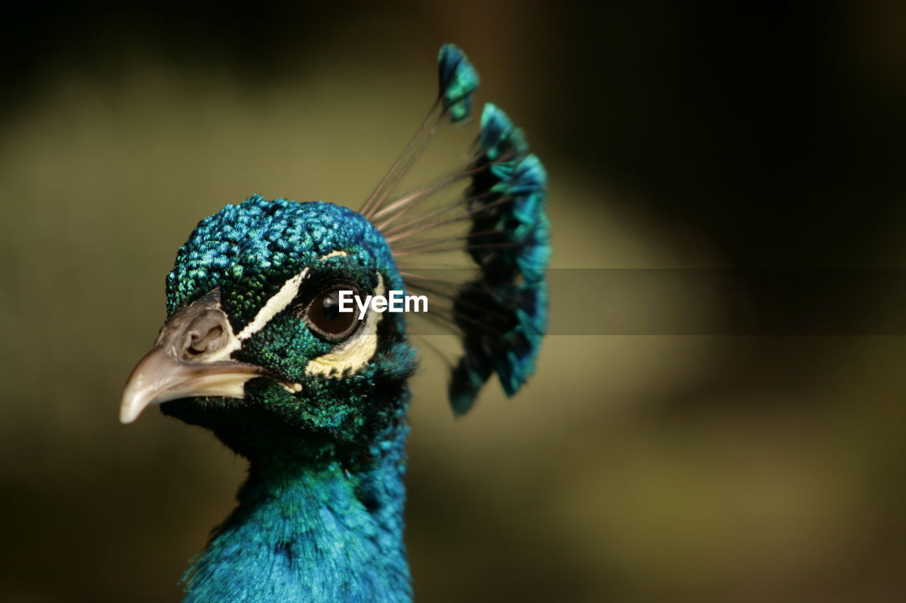 Close-up of peacock