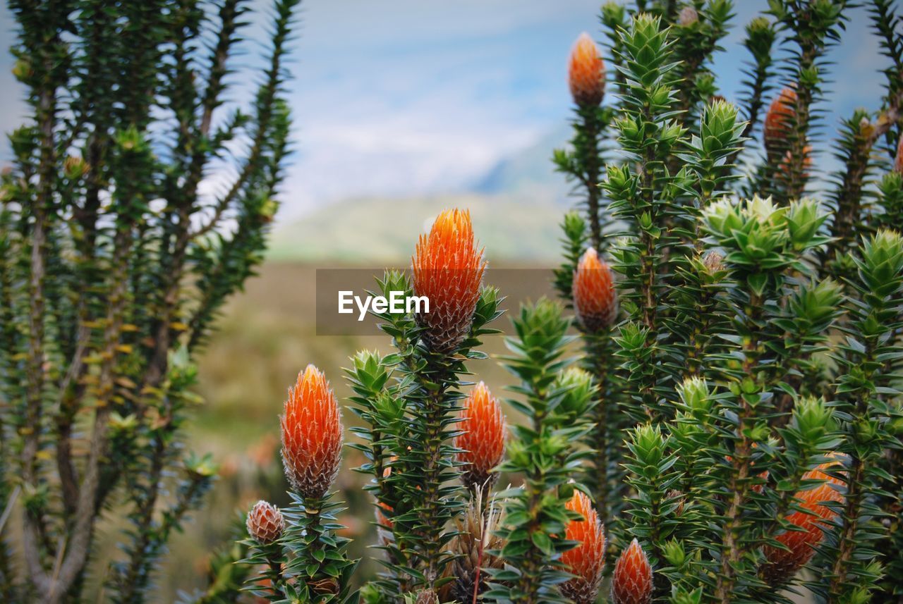 Close-up of orange cactus plant growing on field near to volcano pichincha on ecuador