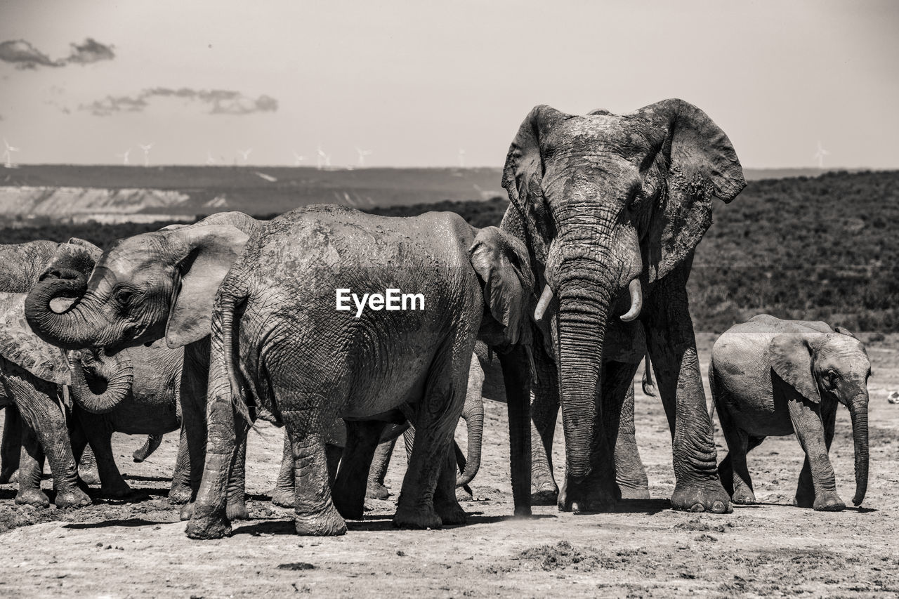 VIEW OF ELEPHANT ON FIELD