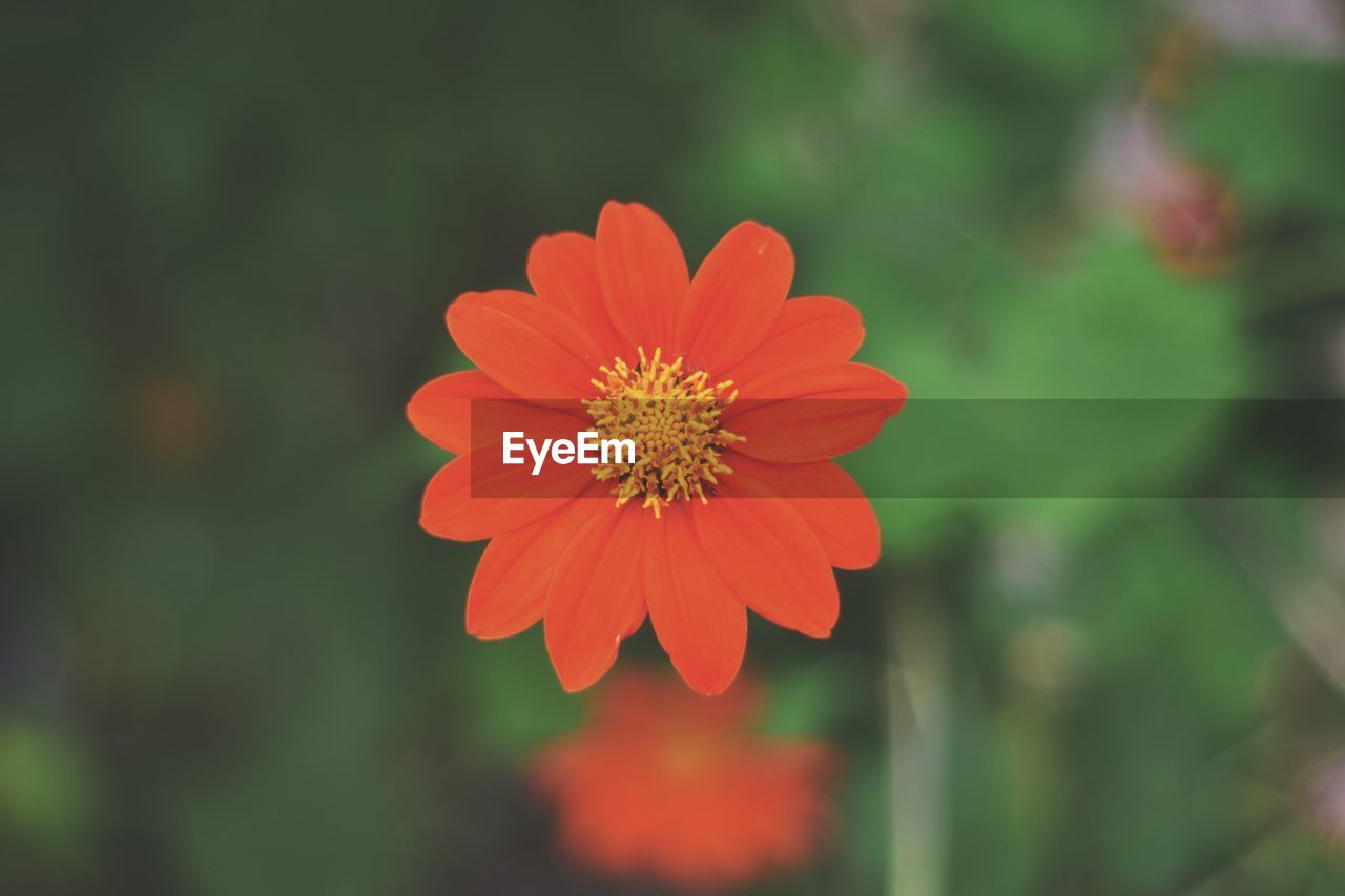 Close-up of orange flower blooming outdoors