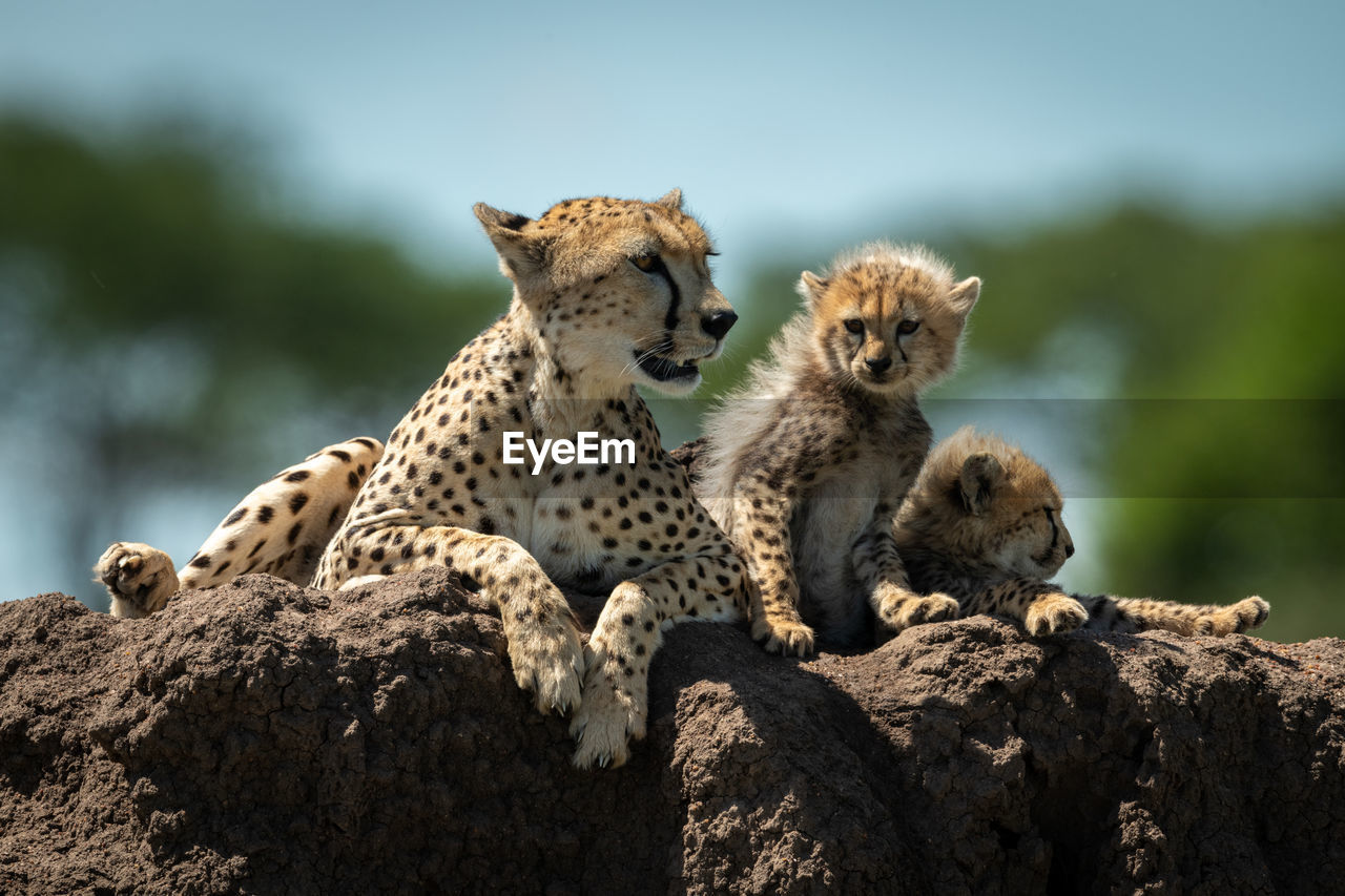 Cheetah family sitting on rock in forest