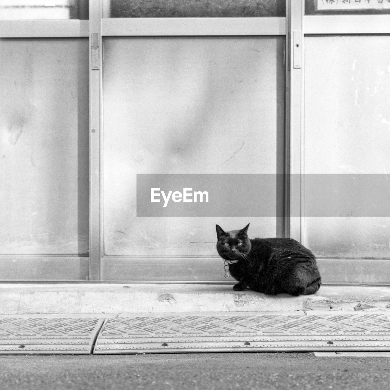 CAT SITTING ON WINDOW OF A DOOR