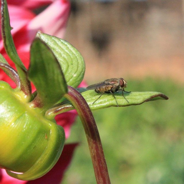 CLOSE-UP OF PLANTS