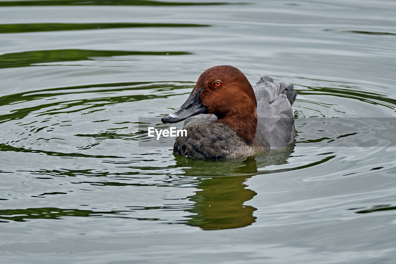 VIEW OF DUCK SWIMMING IN LAKE