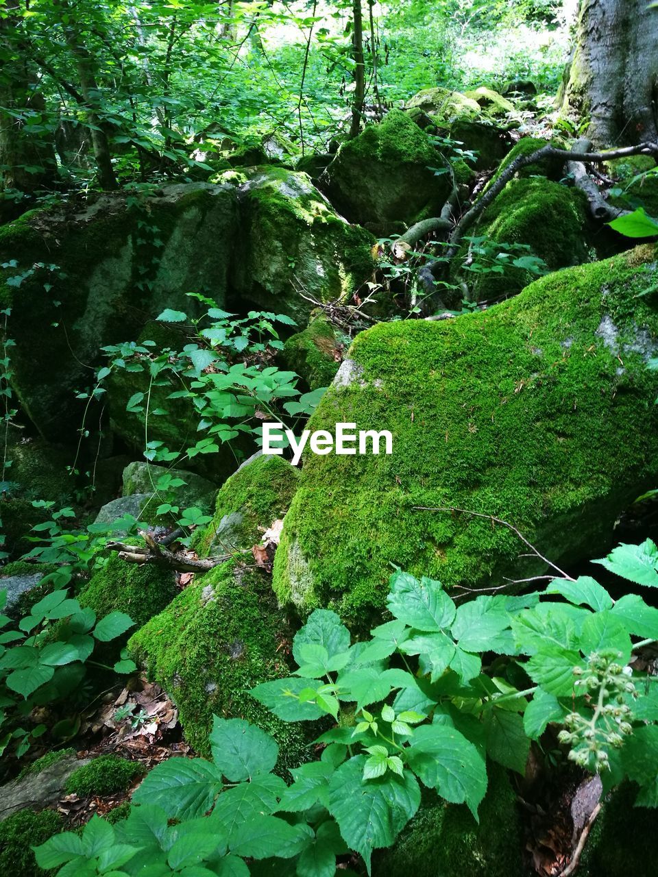 MOSS COVERED TREE IN FOREST