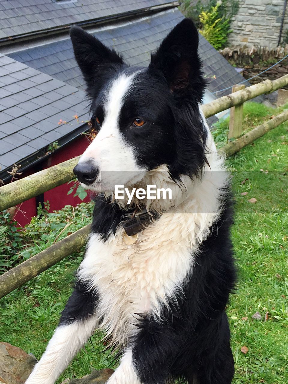 CLOSE-UP OF DOG AT GRASS