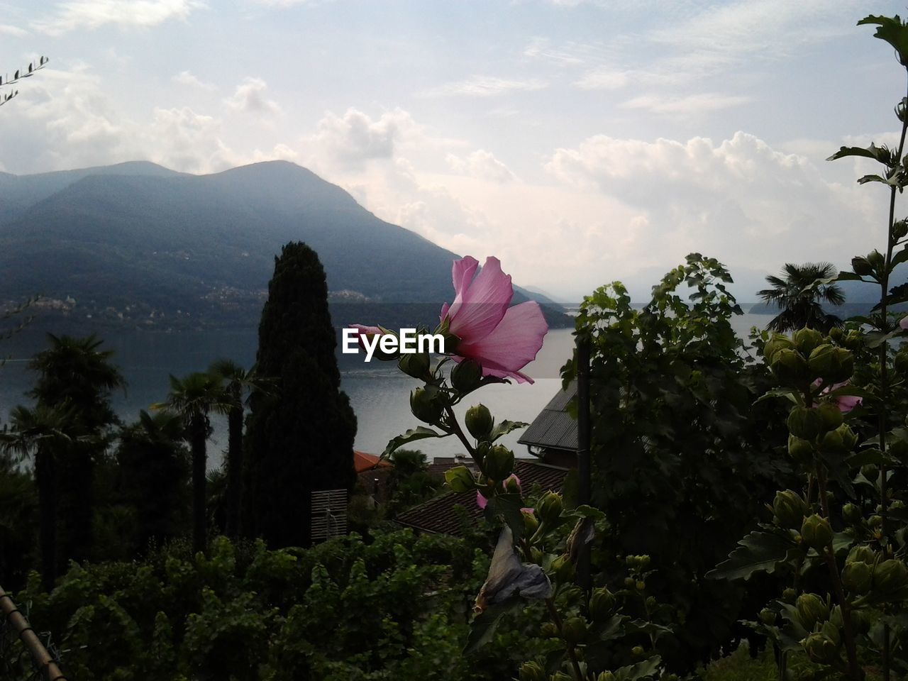 SCENIC VIEW OF FLOWERING PLANT AGAINST SKY