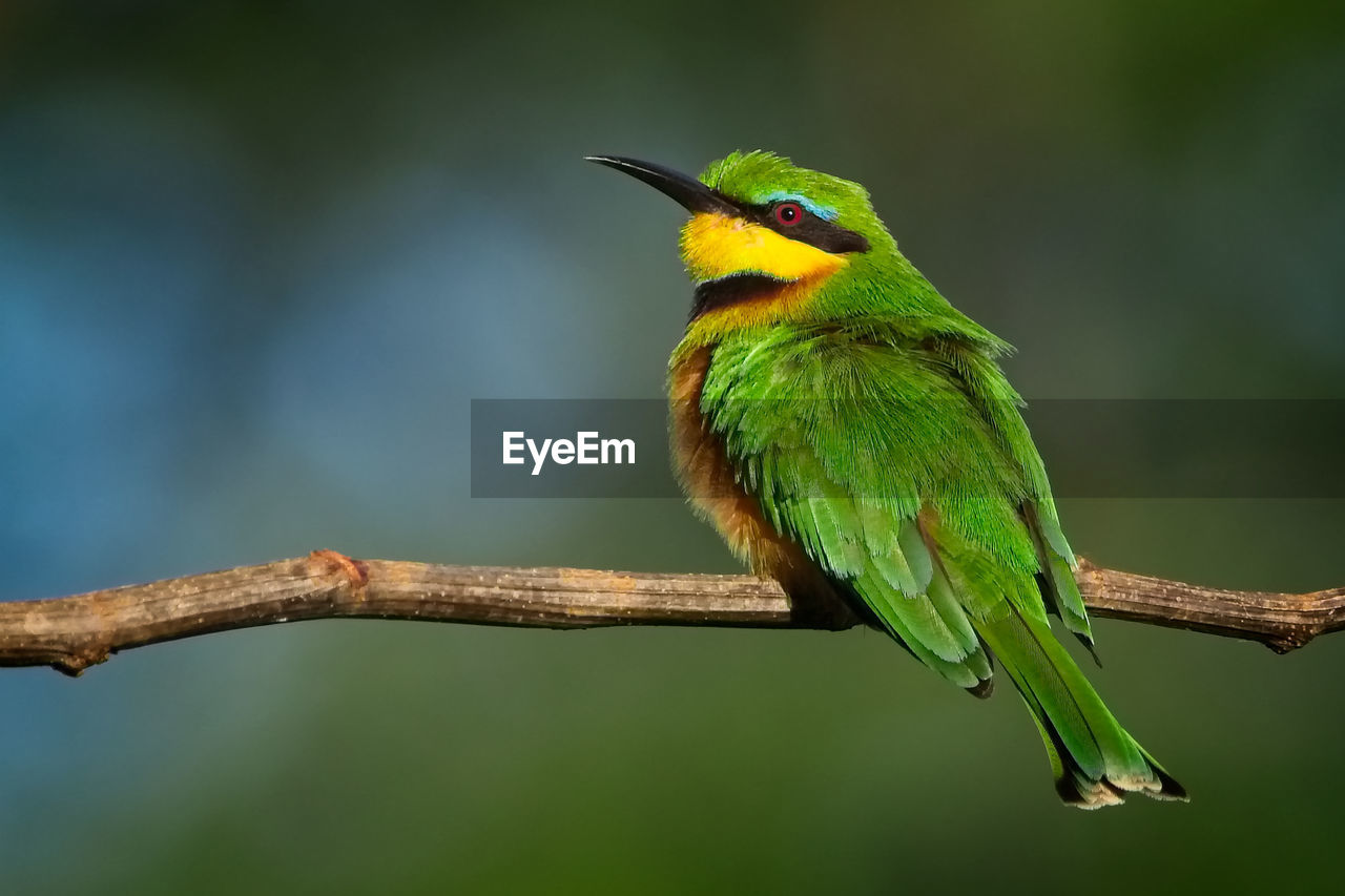 Close-up of bird perching on branch