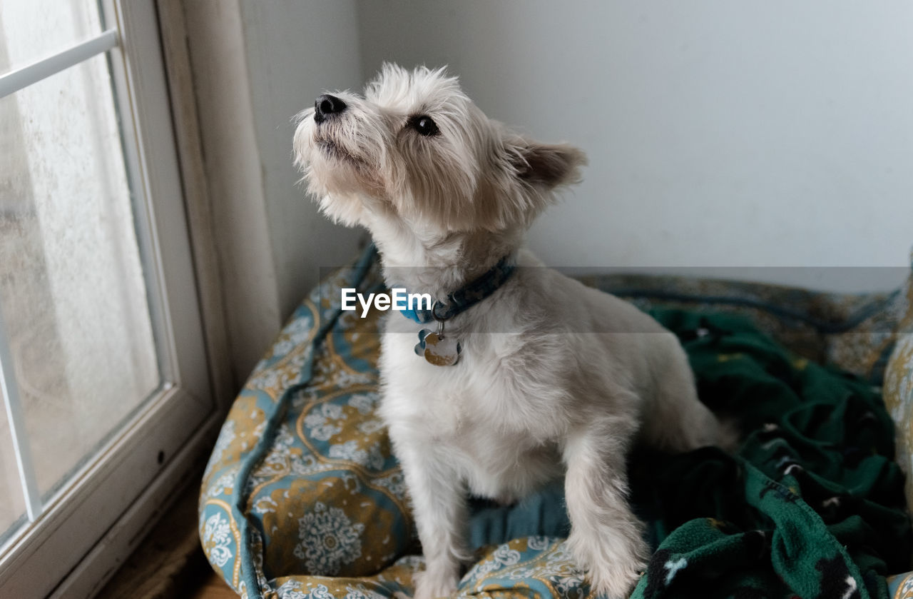 Dog sitting at home