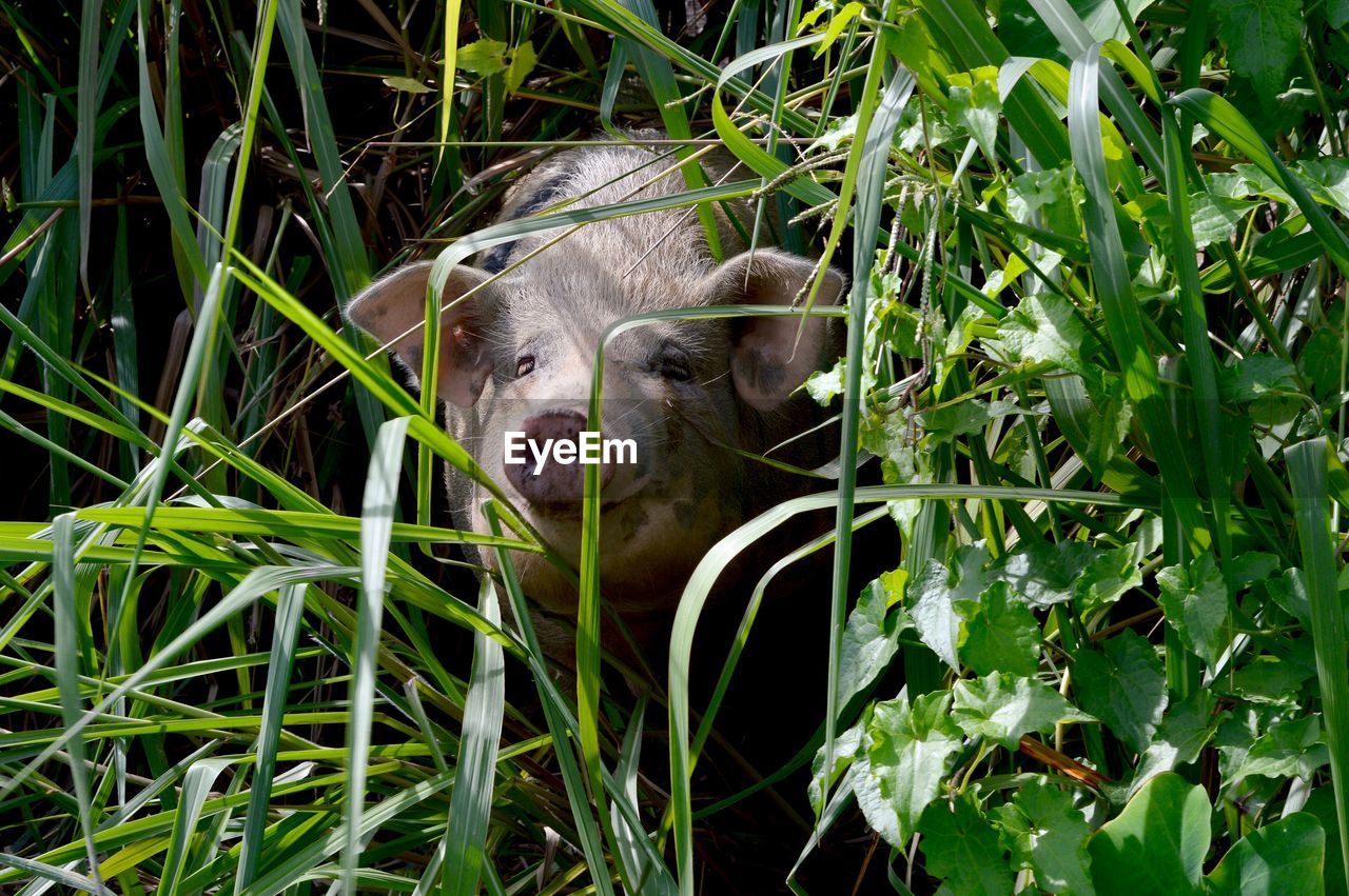 VIEW OF A TURTLE ON FIELD