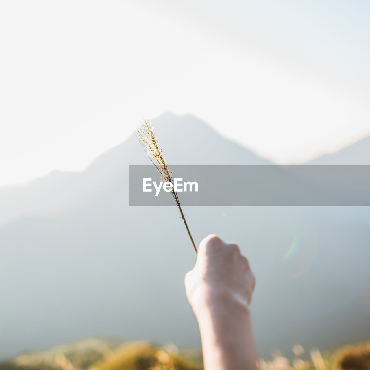 Hand of person holding crop against mountain on sunny day