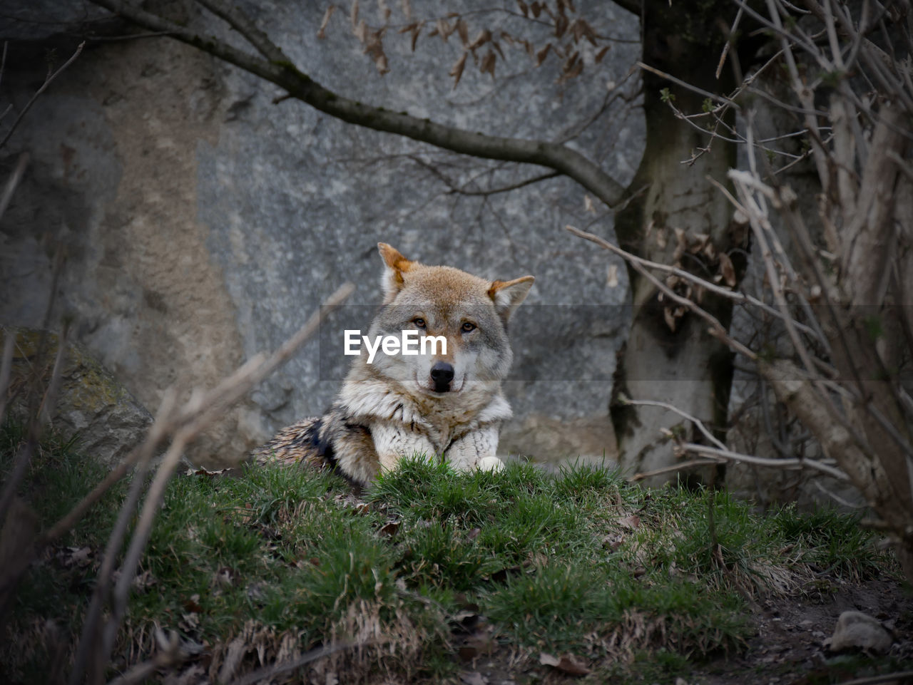 PORTRAIT OF DOG IN FOREST