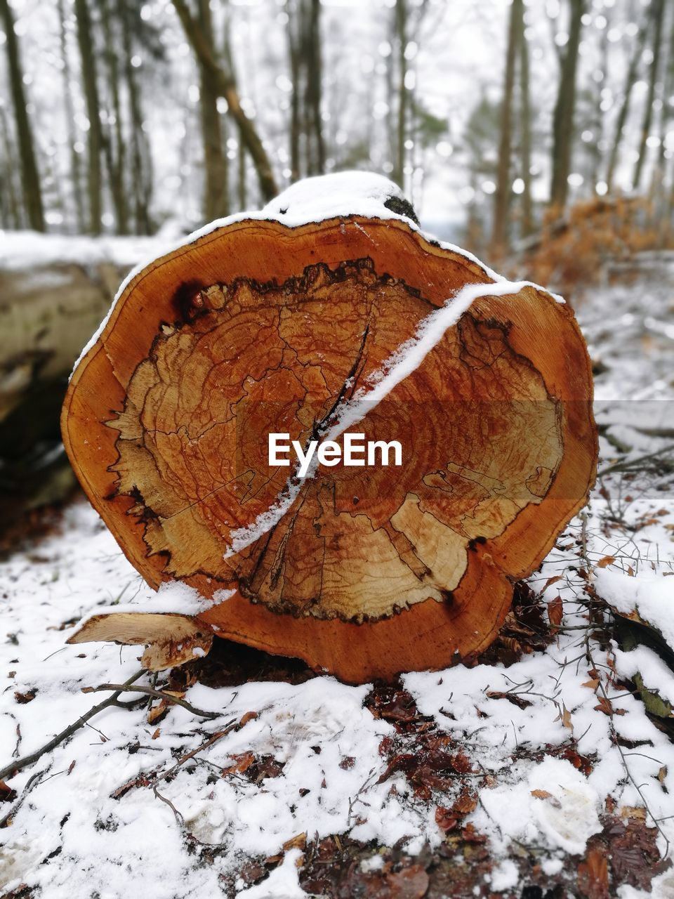 CLOSE-UP OF SNOW ON TREE TRUNK IN FOREST