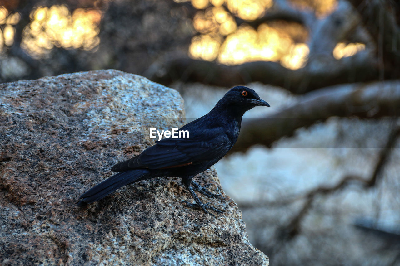 BIRD PERCHING ON TREE