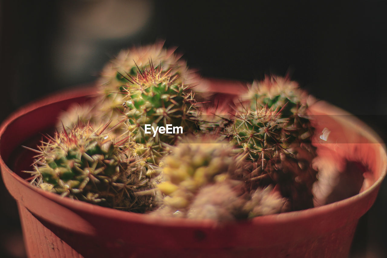A macro photo of a cactus plant 