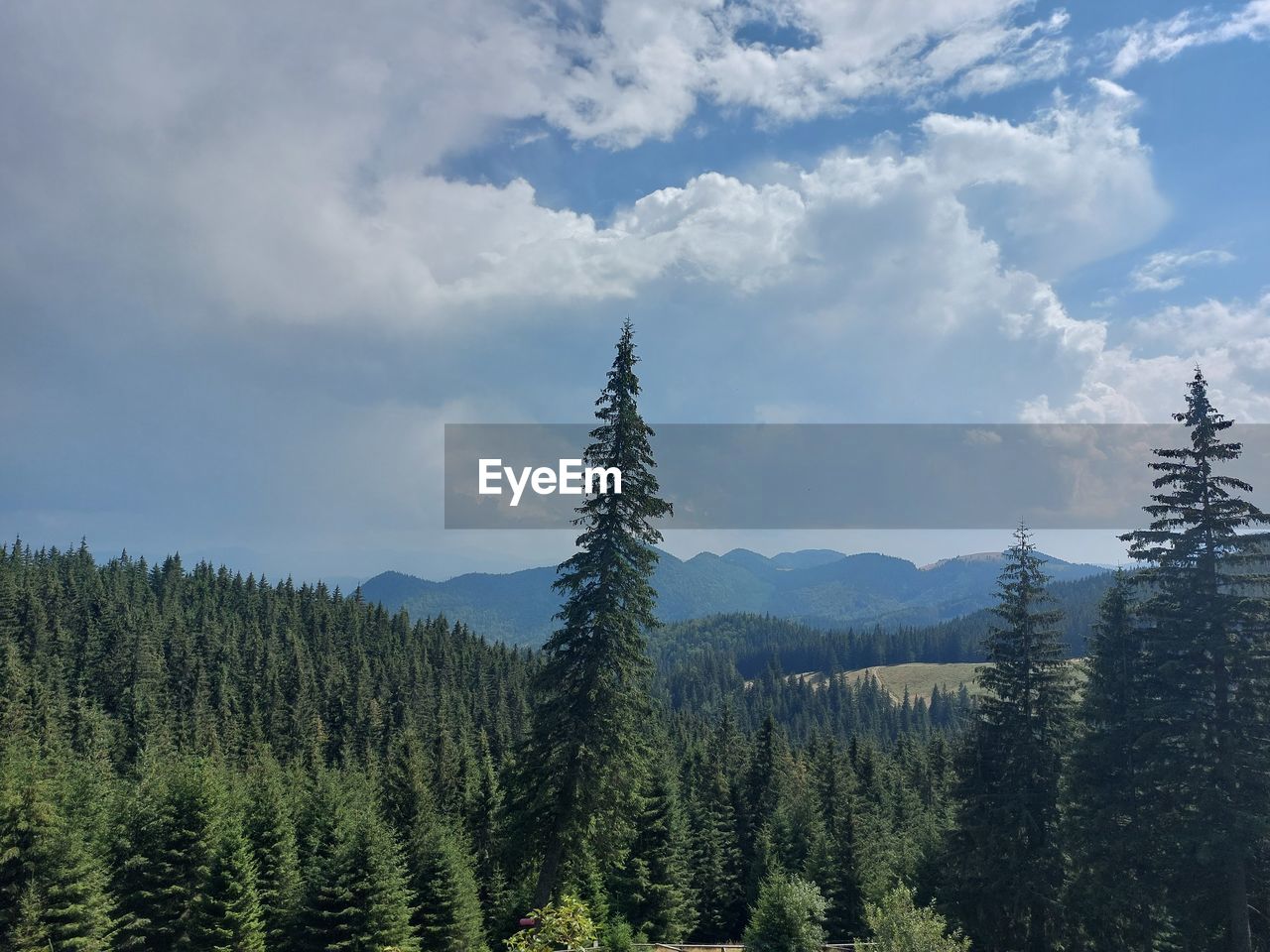 Pine trees in forest against sky