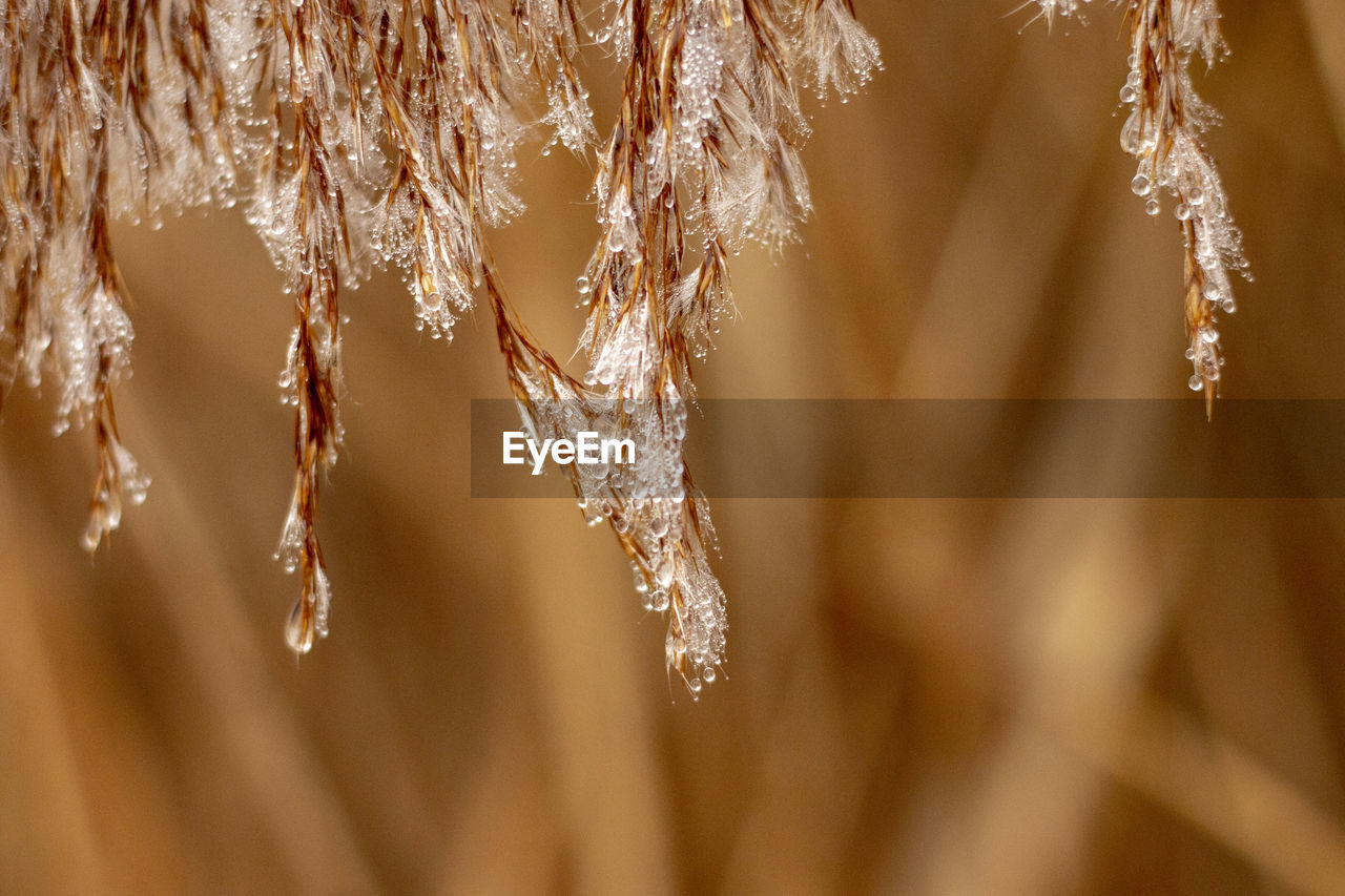 Close-up of frozen plants