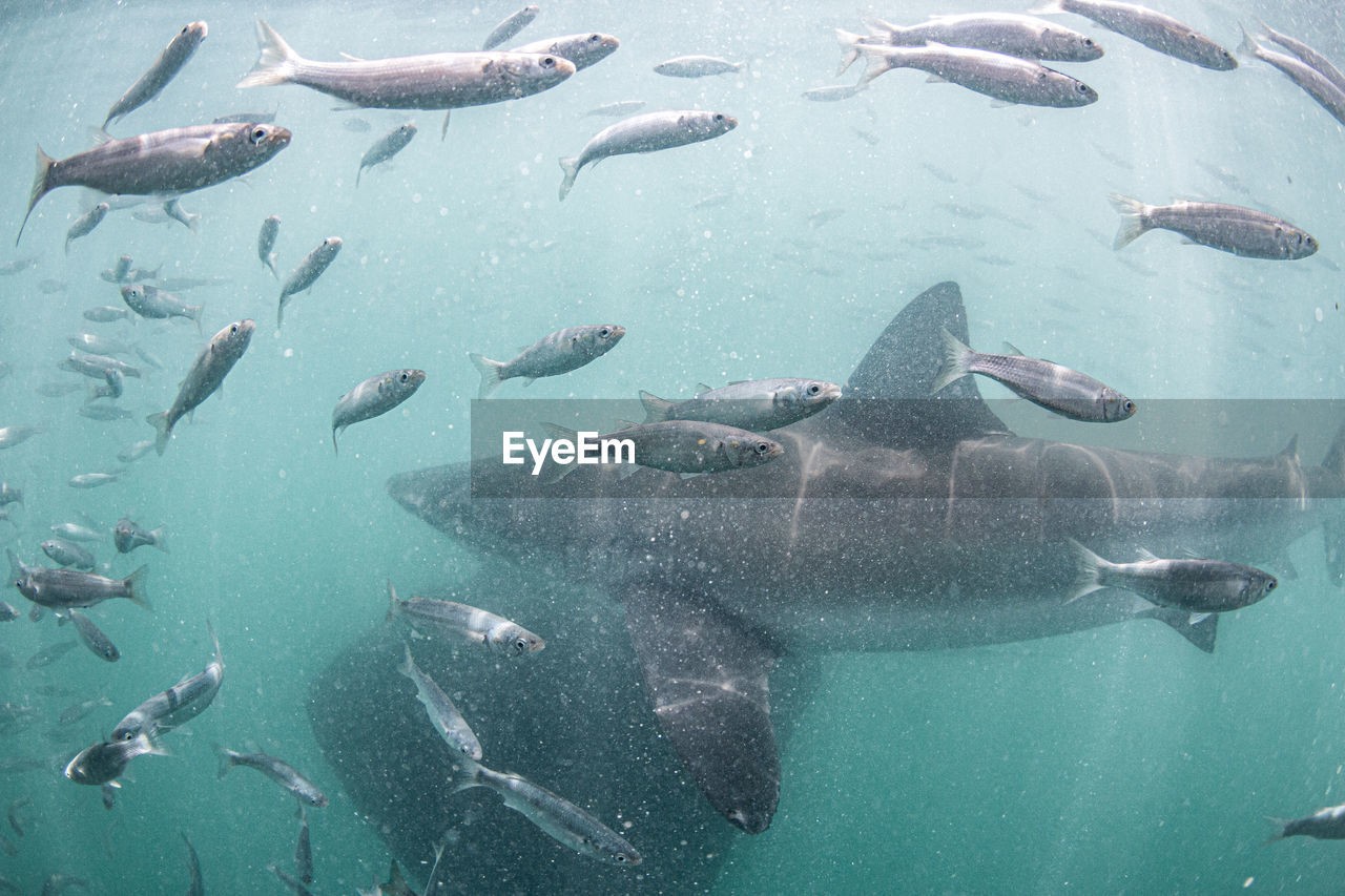 VIEW OF FISH SWIMMING IN SEA