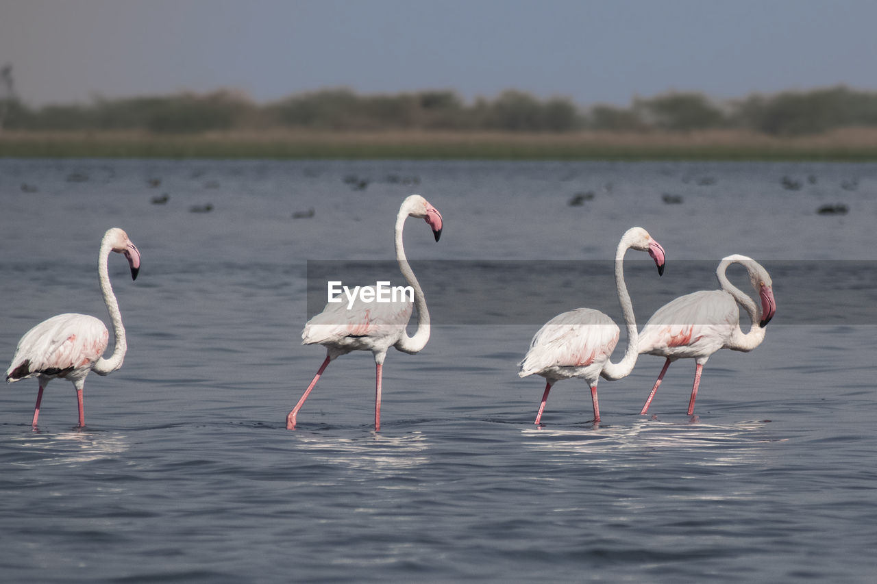 VIEW OF BIRDS IN WATER