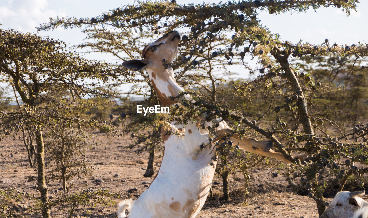 VIEW OF HORSE ON TREE