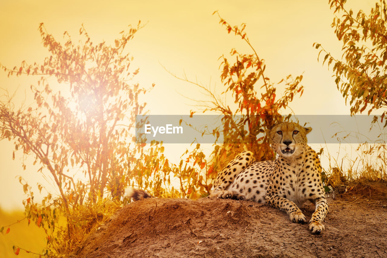 Cheetah resting on rock against plants