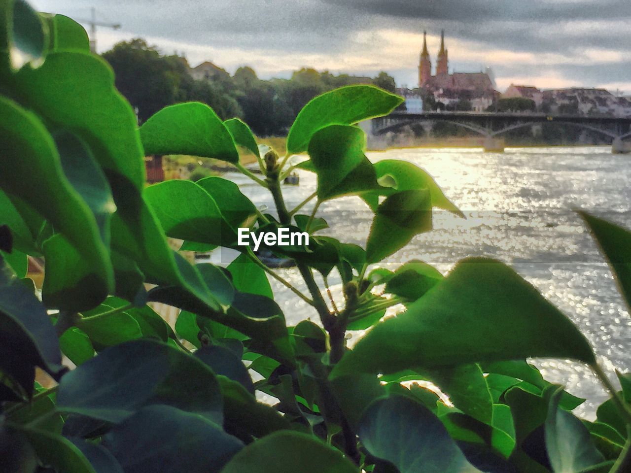 VIEW OF PLANTS AND WATER AGAINST CLOUDY SKY