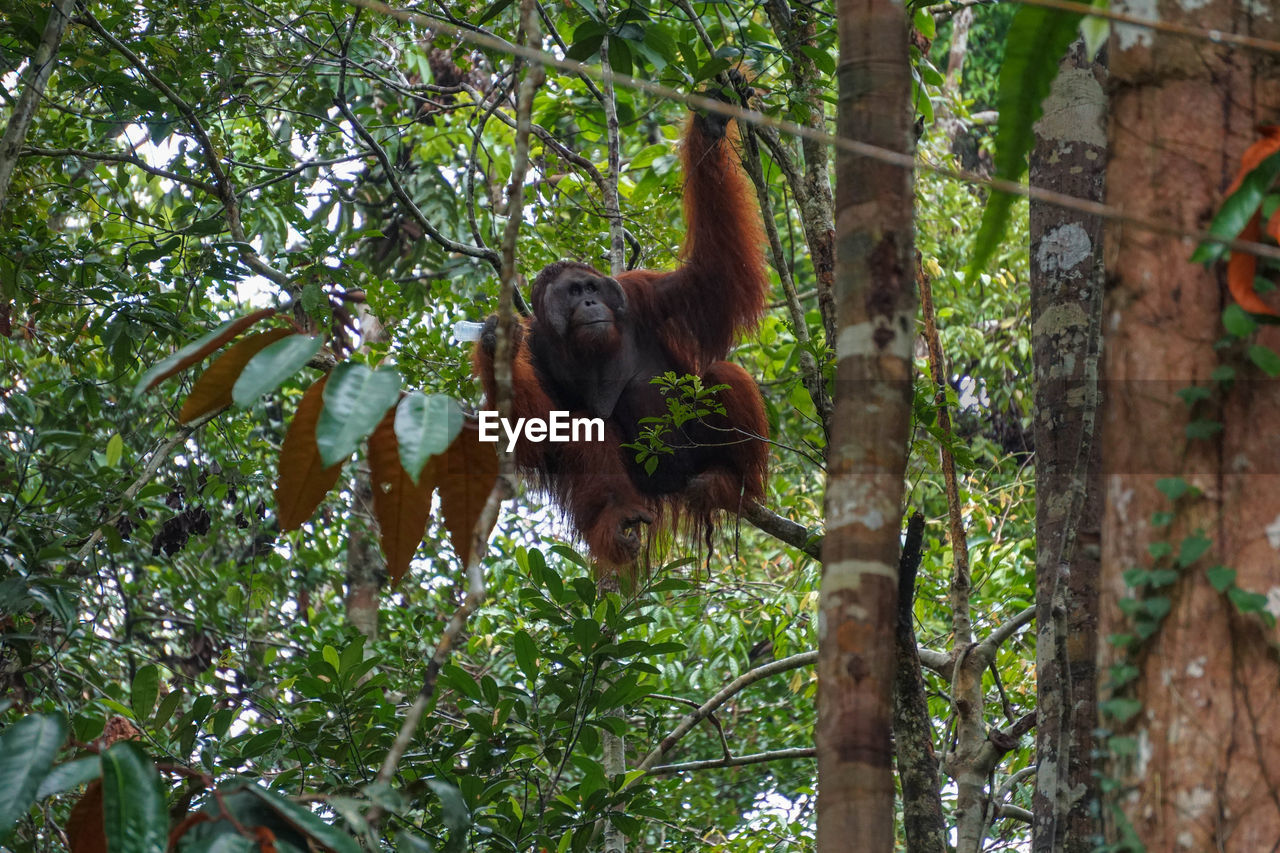 LOW ANGLE VIEW OF MONKEY IN FOREST