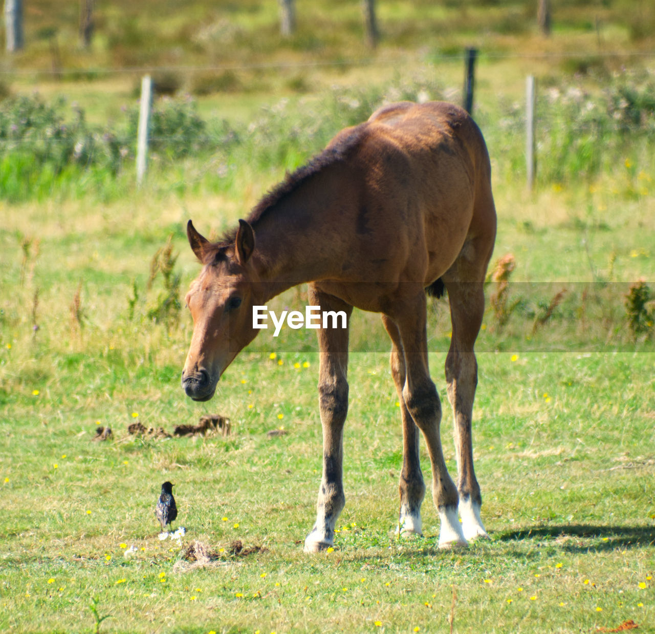 Horses grazing in a field